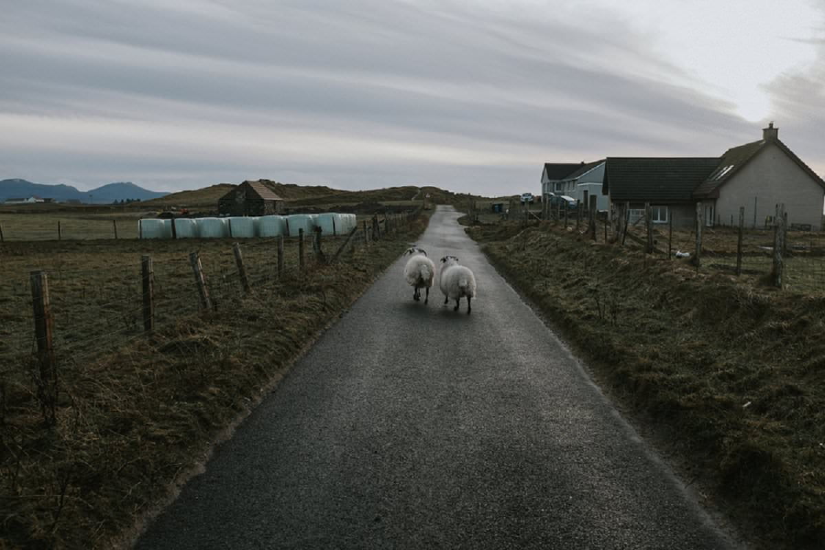 sheep on road outer hebrides benbecula